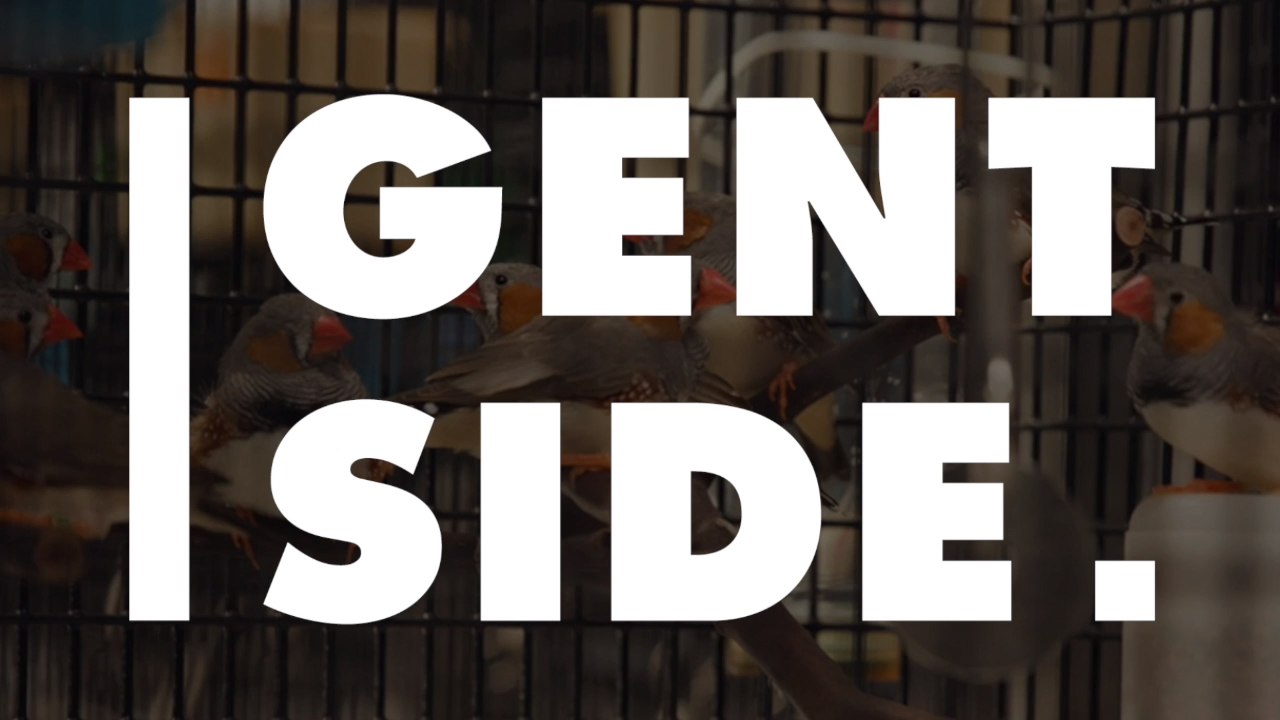 Scientists Have Been Teaching Birds New Songs By Giving Them False Memories