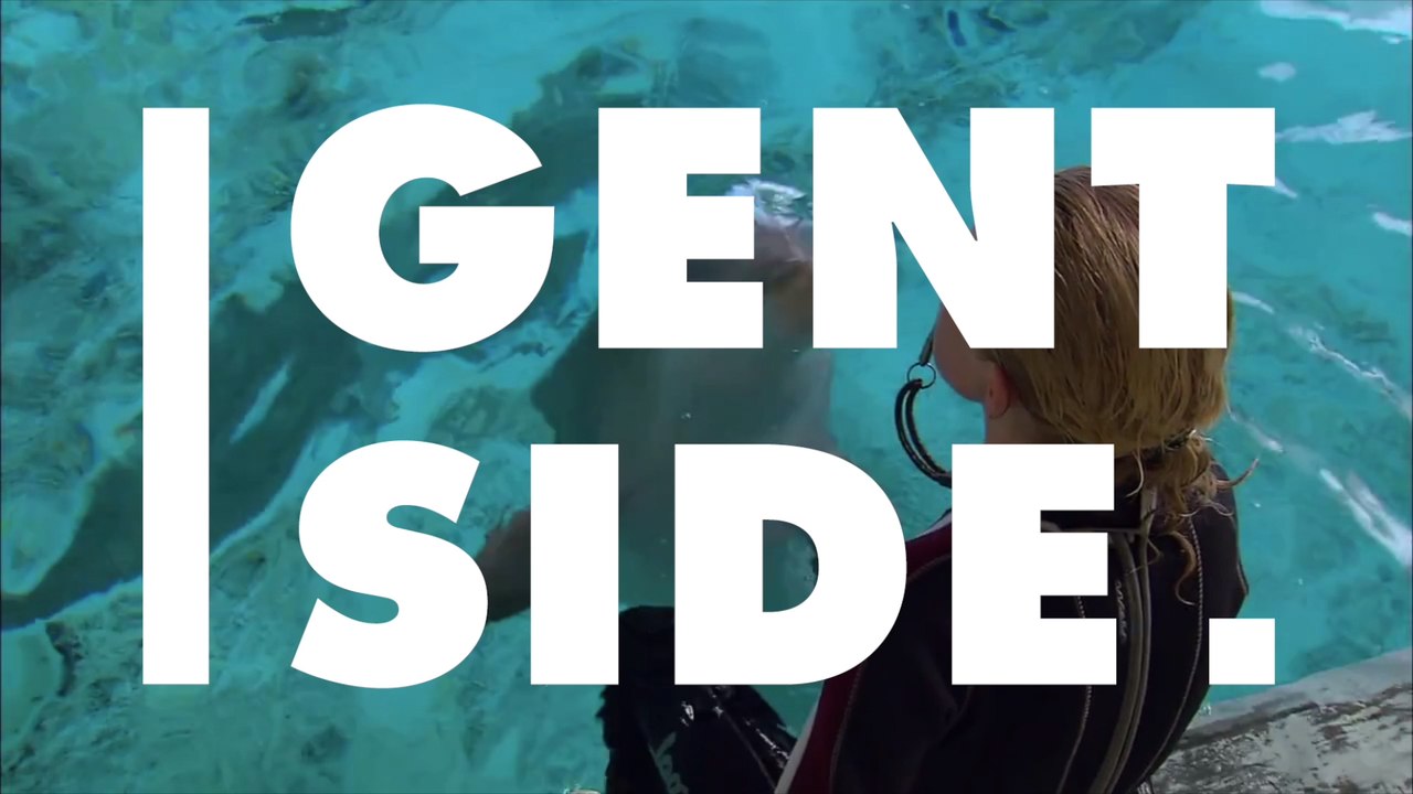 Katz und Maus-Spiel: Delfin hat sich einen ganz besonderen Spielkameraden geschnappt