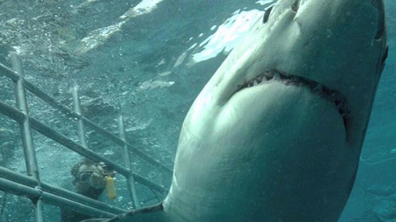 This Footage of a ‘Satanic’ Shark Is Makes Us Not Want to Go Swimming Ever Again