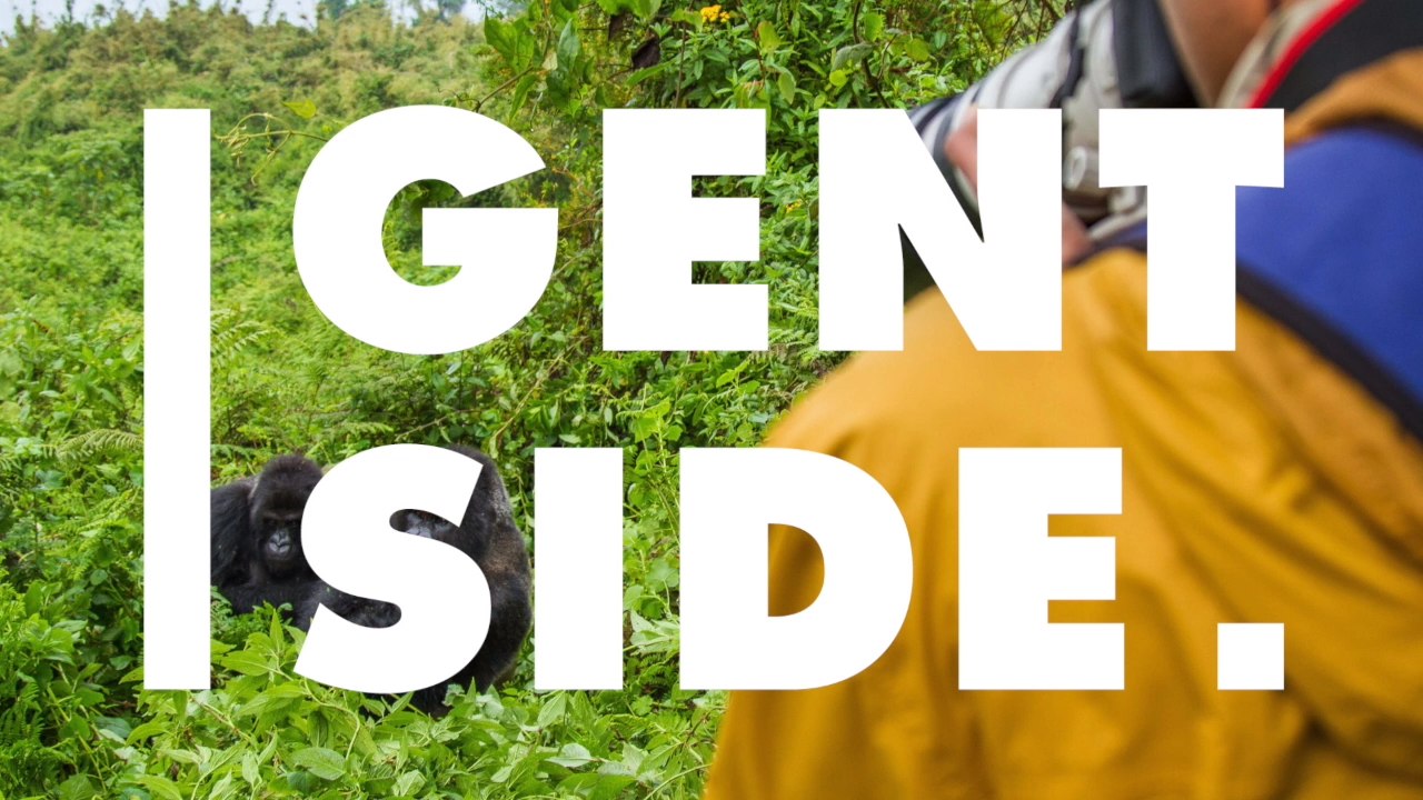 Don’t Take Selfies With Gorillas, You Could Transmit Serious Diseases To Them!