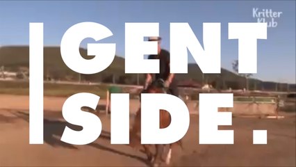 This Horse Plays Dead Every Time Someone Tries To Ride It