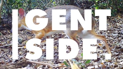 A Stunning 'Mouse-Deer' Photographed In Vietnam For The First Time In 30 Years