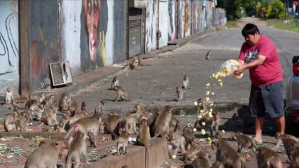 Hundreds of hungry primates reenact "Planet of the Apes" in downtown Lopburi City, Thailand