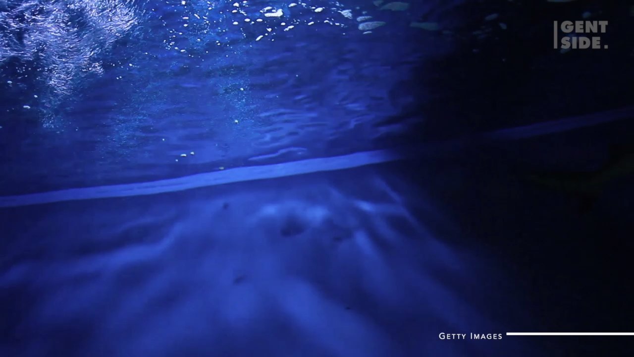 This Shark Gave Guests a Fright After Breaking the Glass in a Hotel Lobby