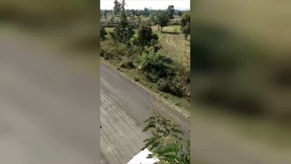 Man Narrowly Avoids Death After Playing Dead in the Face of a Tiger