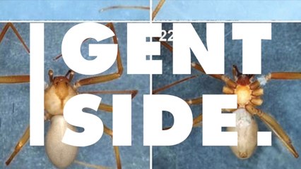 This Mexican Spider's Bite Can Rot Your Skin