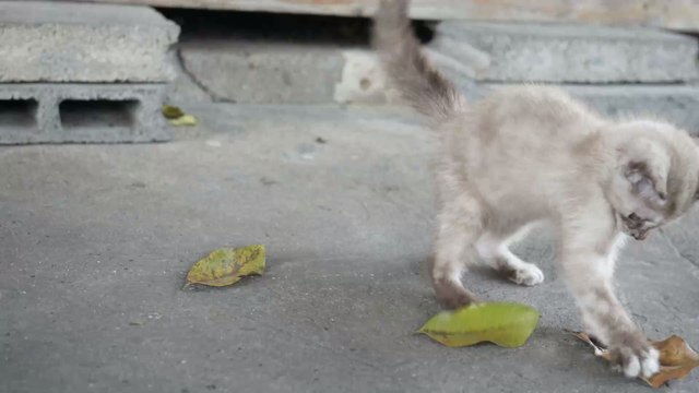 Instead Of Their Cat, A Deadly Animal Suddenly Made Itself At Home In Their Cat Tree