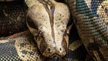 A Massive Boa Constrictor Was Found In A Woman's Bathroom In England