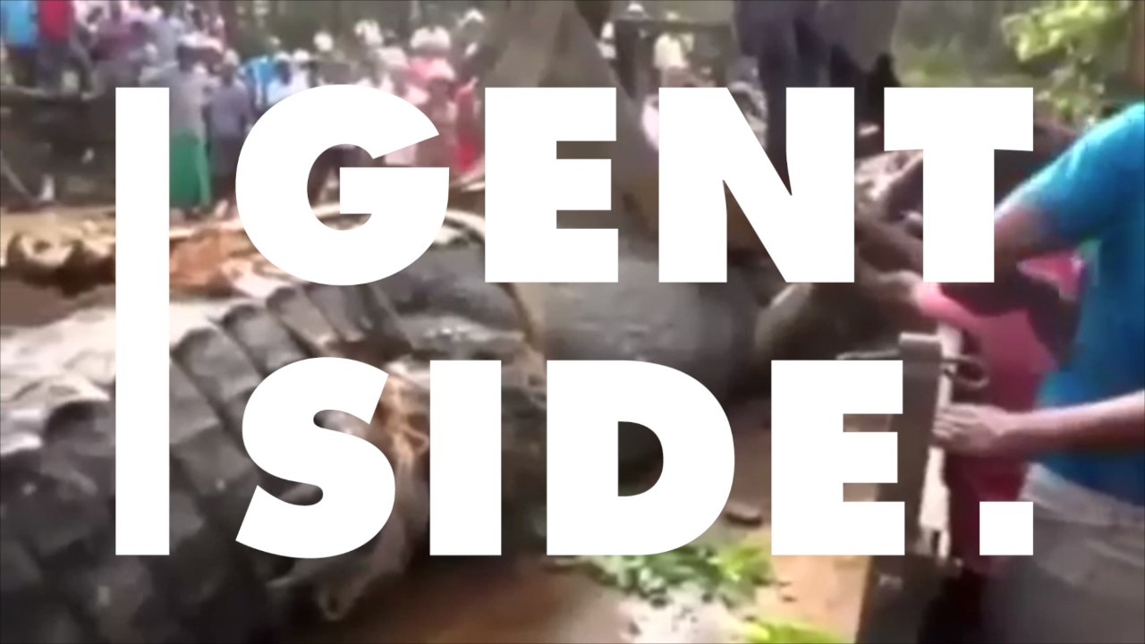 Villagers in Sri Lanka Were Able to Save the Life of an Enormous Crocodile