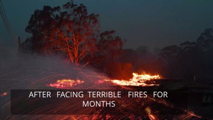 These Deadly Spiders In Australia Proliferate Dangerously With Fire And Rain