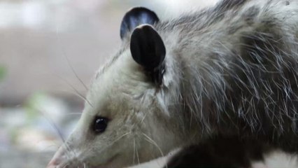 Most People Find Opossum's Revolting, But They Are Actually Surprisingly Helpful