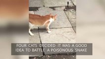 Watch As Four Cats Team Up Against a Deadly Snake on the Streets of India
