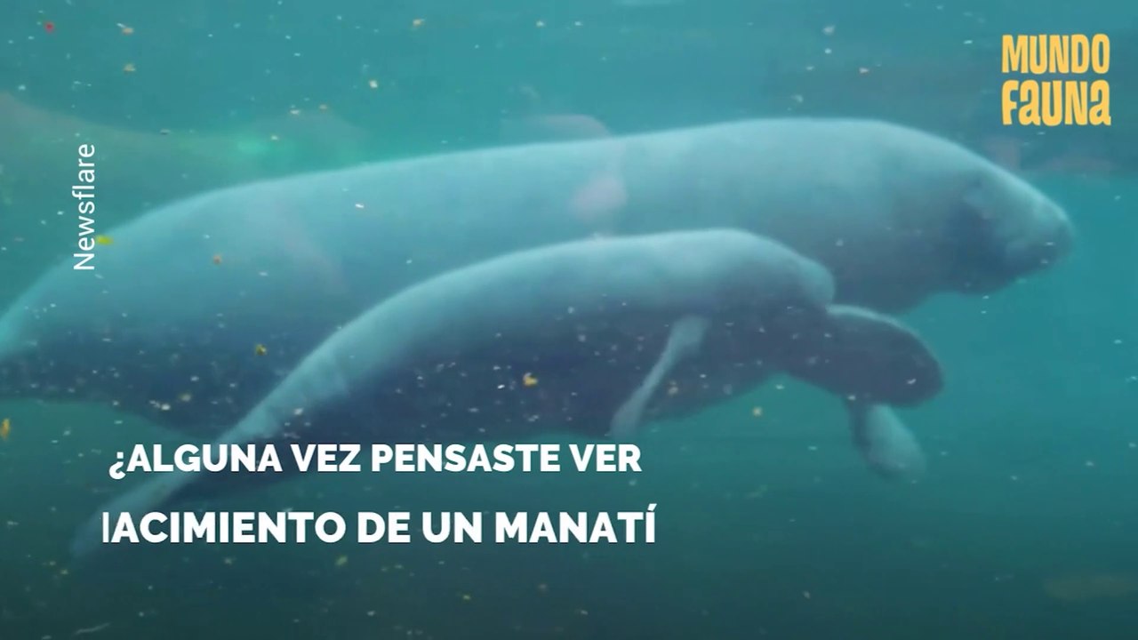 El impresionante momento del nacimiento de un manatí