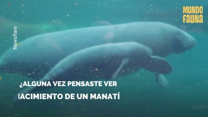 El impresionante momento del nacimiento de un manatí