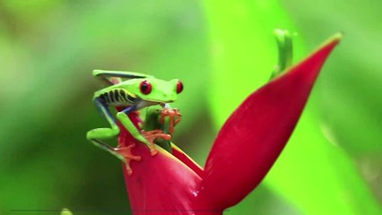Intrigued Canadian Couple Found A Live Frog Inside A Bell Pepper