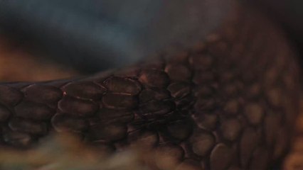 Massive Boa Constrictor Found Inside American Man's Couch