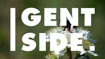 The Terrible And Unexpected Effect 5G Has On Insects