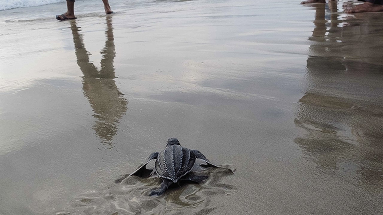 Schrecklich schauriges Maul: Die wunderschöne Lederschildkröte kann ziemlich Angst einjagen