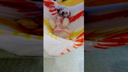 Testing to See if Puppy Likes Homemade Hammock