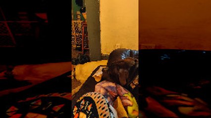 Dog Lazily Licks at Bone on Couch