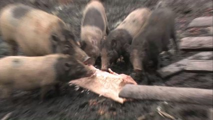 A Pig Set Fire to a Farm After It Ate Batteries