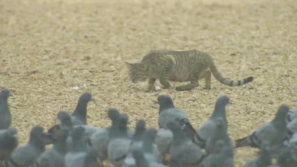 The Biggest Predator in the Animal Kingdom Is Not Who You Think It Is