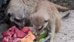 German Zoos May Resort to Feeding Animals to Each Other Amidst Coronavirus Pandemic