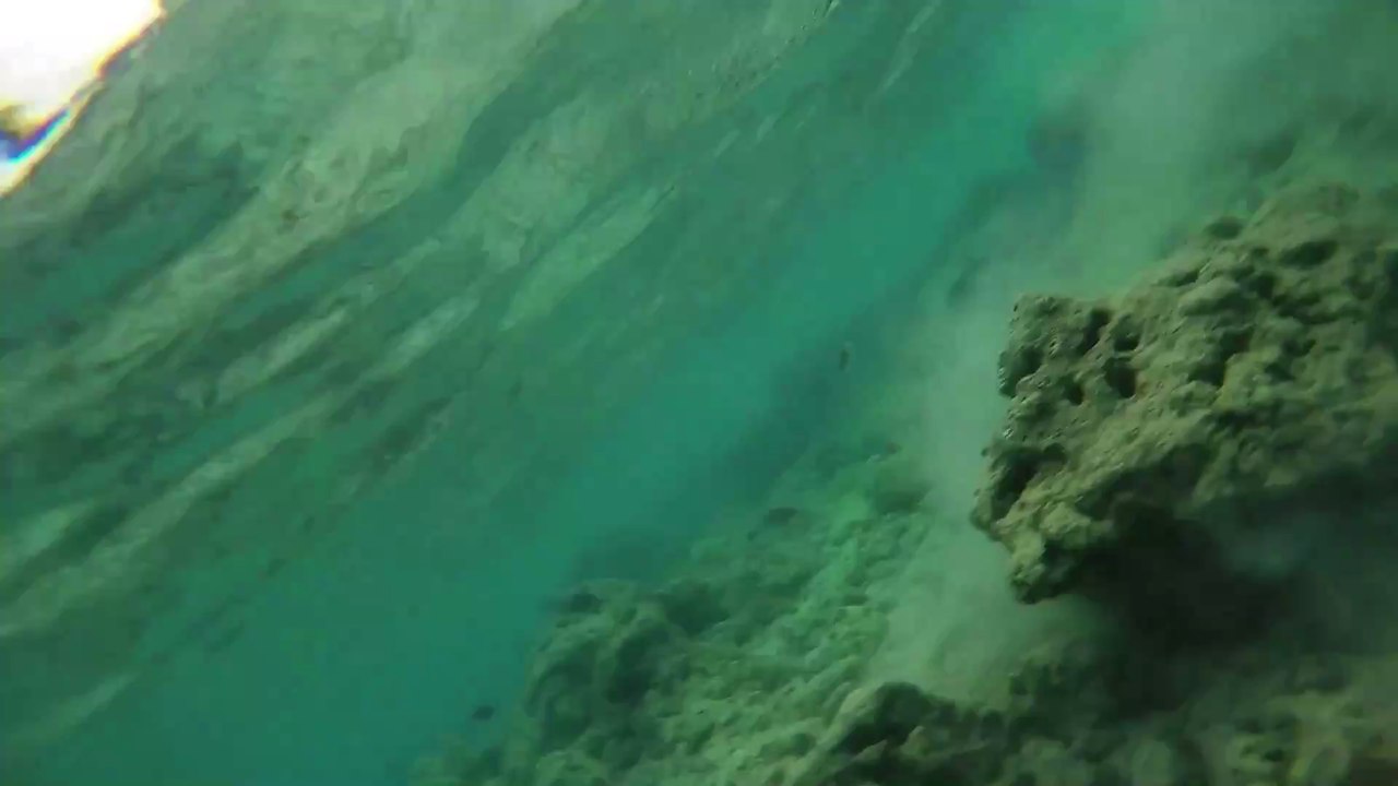 Eel vs octopus: A diver captures footage of their brutal battle