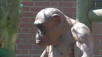 Hairless Chimpanzees Reveal Just How Incredibly Strong They Really Are