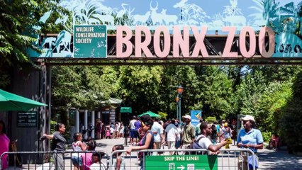 A Tiger Tested Positive for COVID-19 – Could This Mean Animals Are Contagious?