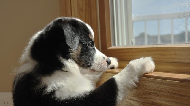 The mistakes every dog owner needs to stop making right now