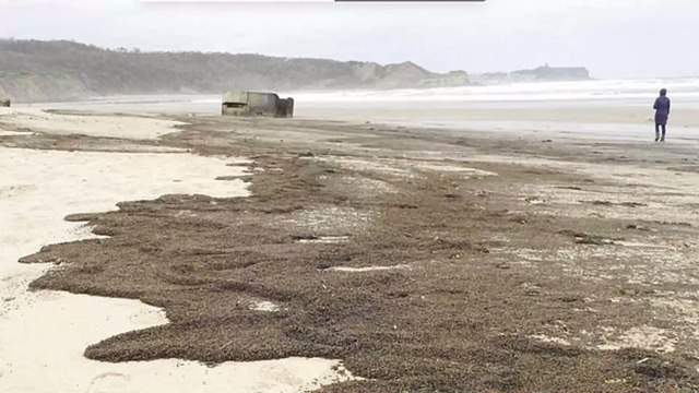 Thousands of Beatles Have Washed Up on a UK Beach and Nobody Knows Why