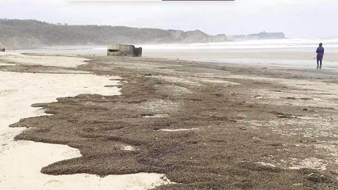 Thousands of Beatles Have Washed Up on a UK Beach and Nobody Knows Why