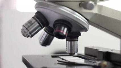 This Primitive Worm Could Be Mankind’s Oldest Ancestor