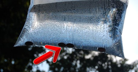 Get rid of flies and mosquitoes in a snap with these household items