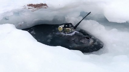 Japanese researchers use seals to collect data in Antarctica
