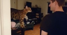 This adorable cat's pleas for attention will leave you in stitches