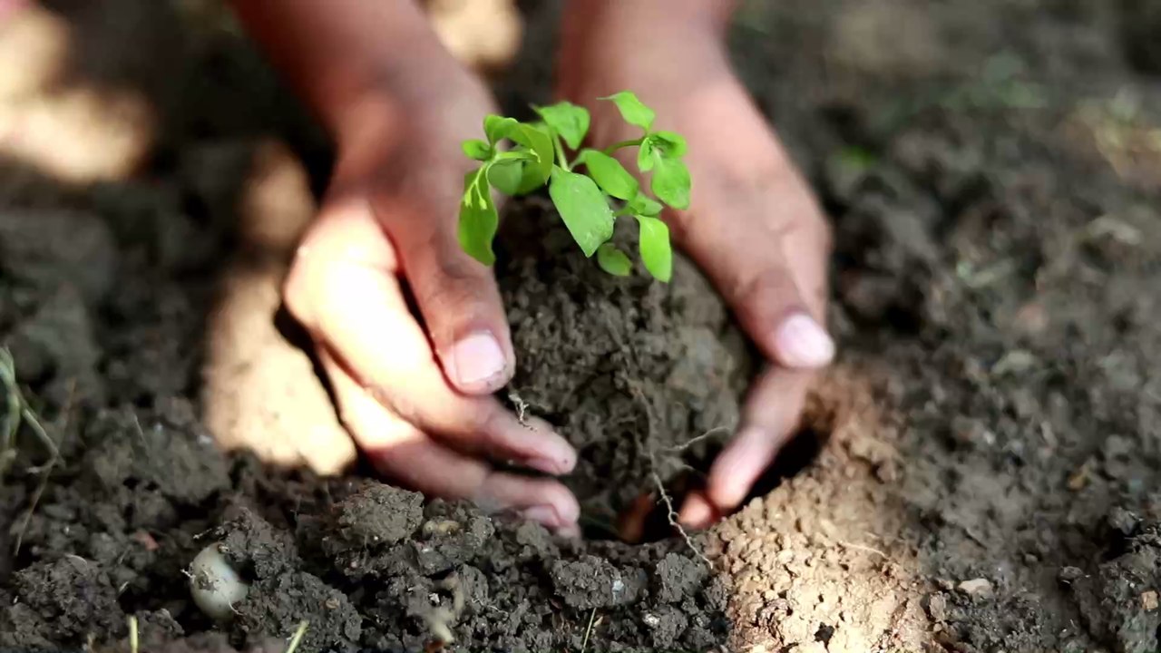 Do Plants Have Consciousness? Scientists Weigh In video Dailymotion