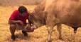 This bull's reaction to freedom will melt your heart