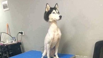 He gave his dog a peculiar haircut and the internet went mad