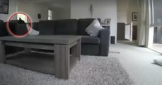She Installed A Camera To Monitor Her Adorable Dog And Got A Bit Of A Surprise