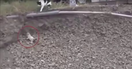 This puppy was stuck in a deep ditch until an unlikely rescuer came along...