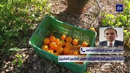 الزراعة تكشف حجم أضرار الصقيع وآلية تعويض المزارعين المتضررين