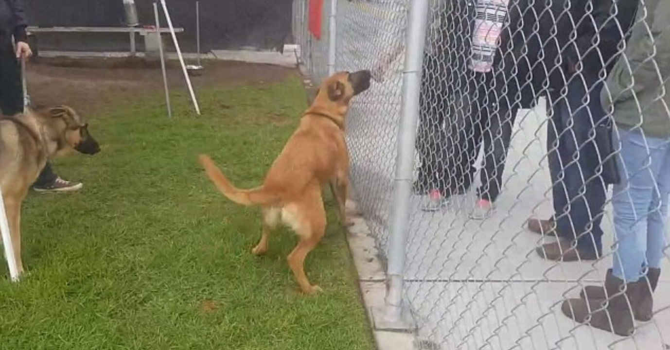 This abandoned dog thought her owners had come back for her, but couldn't be more wrong