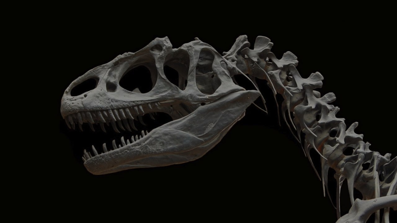 A bird that went extinct 136,000 years ago has mysteriously reappeared