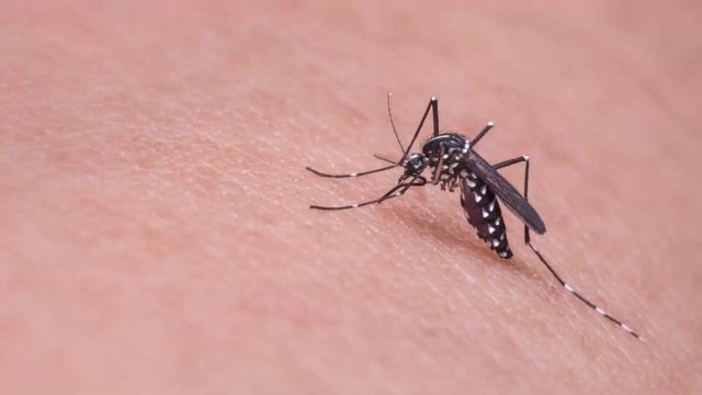 Can Mosquitoes Spread Coronavirus?