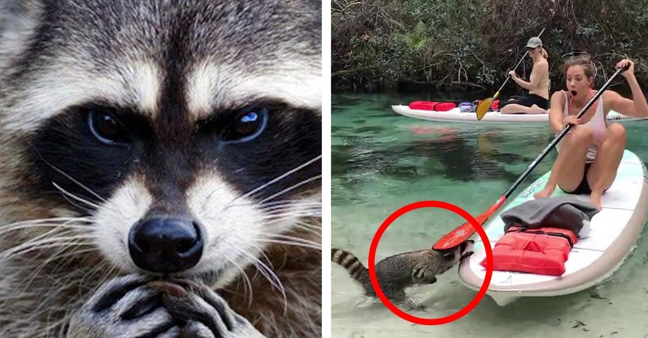 This kayaker got a huge fright when a hungry racoon came to visit