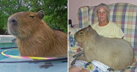 The world's largest rodent might be the perfect pet for you