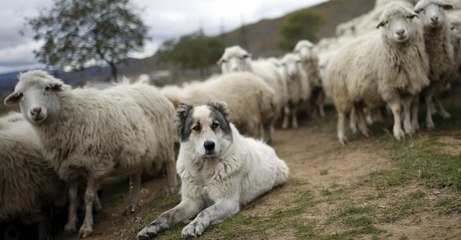 She abandoned her dogs in a fire, but when she returned she found something incredible