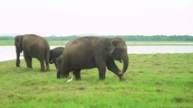 Tourists left terrified as elephants charge their jeep